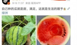 娱乐公司吃瓜,揭秘吃瓜背后的娱乐公司秘密